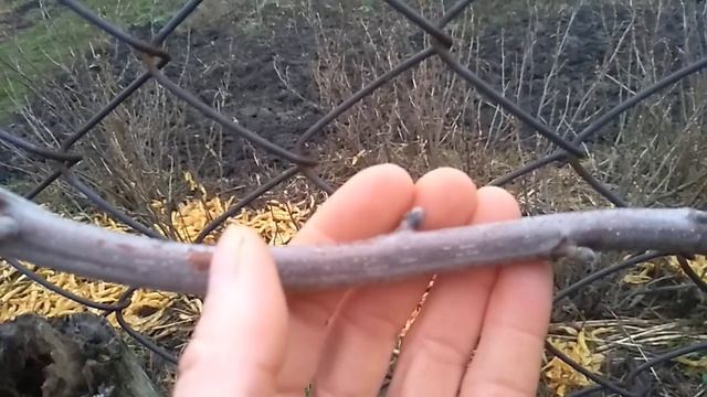 отличие плодовых, женских почек на грецком орехе от ростовых