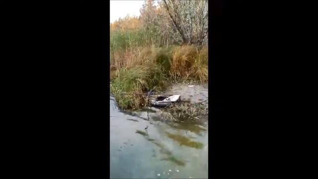чудо рыба в Лангепасе