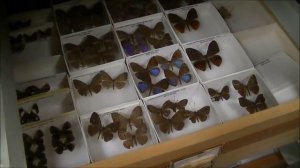 Коллекция бабочек в хранилище музея. Живые палочники. Entomology Collection. Butterflies, beetles.