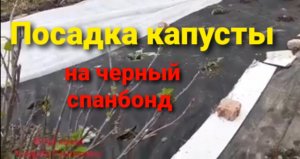 Посадка капусты на черный спанбонд.Усадьба Романовых.