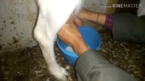 Как подоить козу! Первые ощущения от дойки.