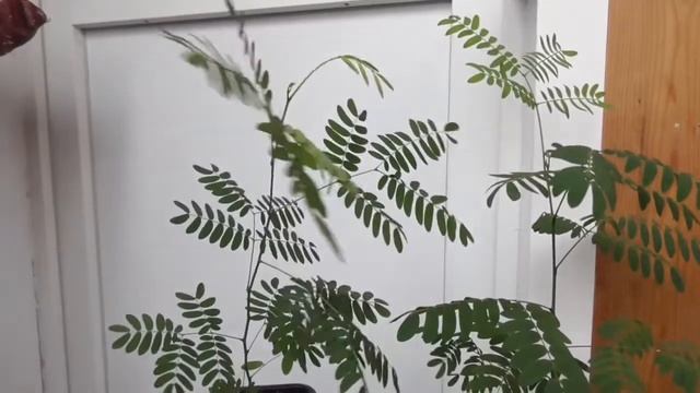 Альбиция из семян /ч5 смотреть онлайн