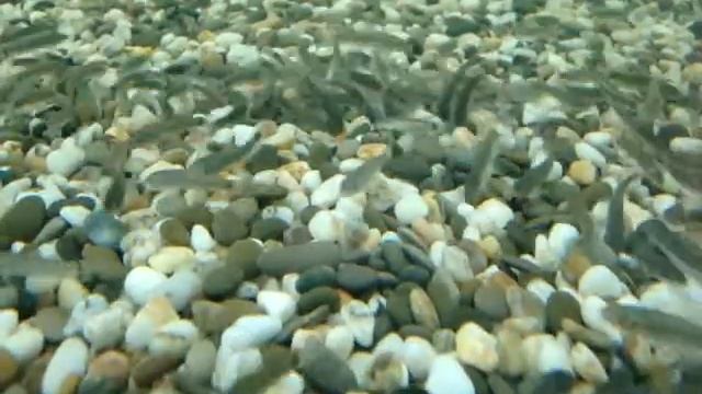 Гарра руфа от Doctorfish_su в Омске.MPG смотреть онлайн