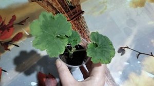 Пеларгония Андреас розебудная. показываю переукорененный черенок.