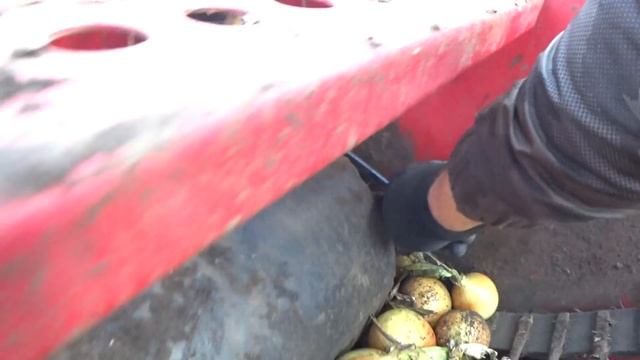 УРА!!!Одна/вторая часть уборки ЛУКА завершена!!! смотреть онлайн