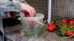 Бочковые помидоры, очень вкусный рецепт квашеных помидоров