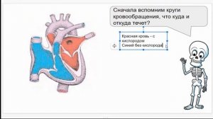 Почему вены синие, а кровь из пальца красная? ?