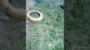 виноград изобелла,минский розовый