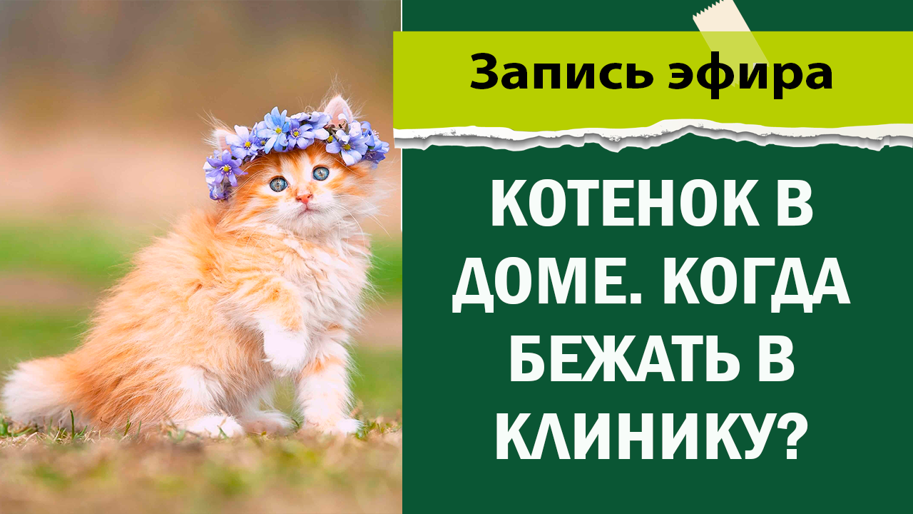 Советы по уходу за котенком от ветеринара