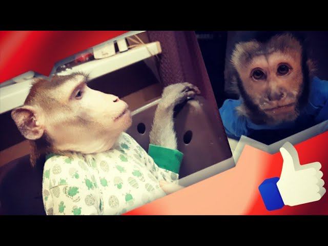 Вкусняшки для обезьянки Ульяшки (домашние обезьяны /home Monkey)