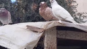 голубятник найдет голубей в любой стране и в любом поселке, как ...