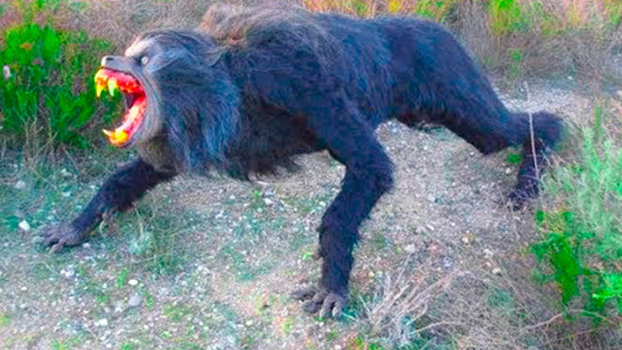 Даже Медведи Боятся Этого Дьявольского Зверя смотреть онлайн