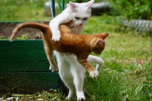 Танцы рыжего кота