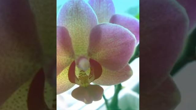 Мои домашние растения смотреть онлайн