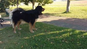 Банхар, овчарка монгольская. Голос банхара. Mongolian aborigen dog Banhar. Banhar barking