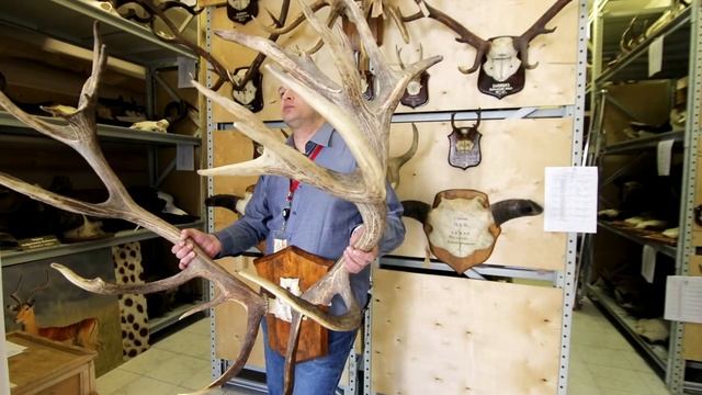 Рога раздора смотреть онлайн