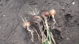 Убираю лук ХАЛЦЕДОН из семян (чернушки)