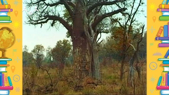 Школа Шишкиного Леса. География. Саванна