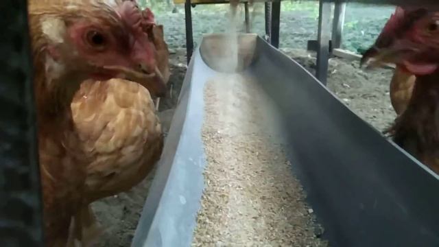 Автоматична шнекова кормушка длЯ Курей Кормушка автоматична як працює ... смотреть онлайн