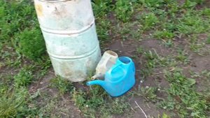 Подкормка арбузов и дыни