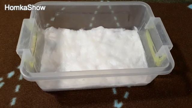 Как прорастить травку для морской свинки дома #HomkaShow ПРИЗОВОЕ ВИДЕО смотреть онлайн