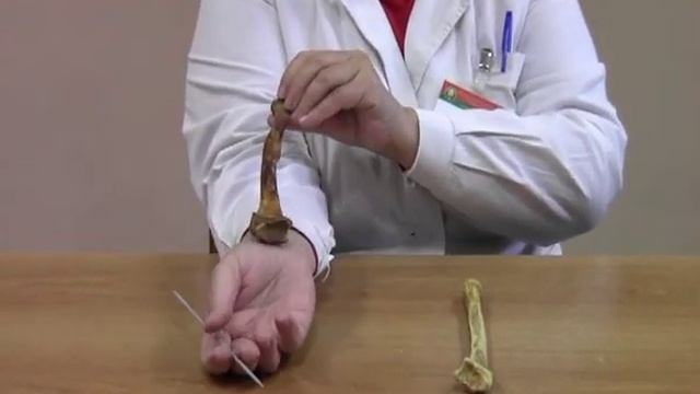 Кости предплечья