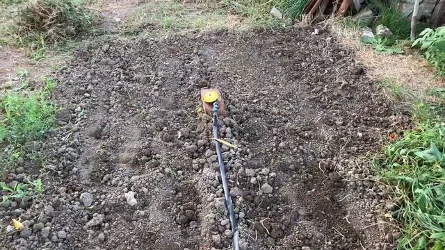 Высадка семян петрушки укропа кинзы и лука в августе смотреть онлайн