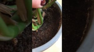 Белый налет на почве