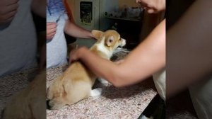 Как делать уколы, готовить вакцину, и веселые щенки КОРГИ
