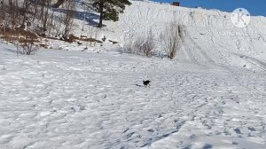 Гуляю с собакой вдоль речки, снежку оставил дома