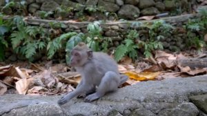 Бали. Убуд. Фантастические пейзажи | Bali. Ubud. Fantastic landscapes.