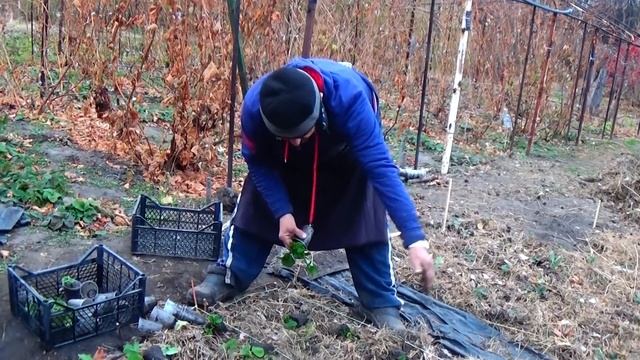 Клубника, посаженная осенью ТАК, примется и перезимует 100 %! смотреть онлайн