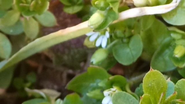 Весна.Природа пробуждается//Трава мокрица в саду//Мраморный клоп#nature #garden#macro#bug#grass смотреть онлайн