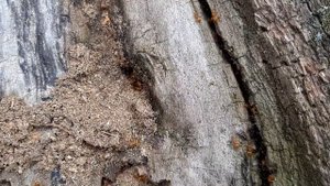 Как образуется новый муравейник / How to form a new anthill