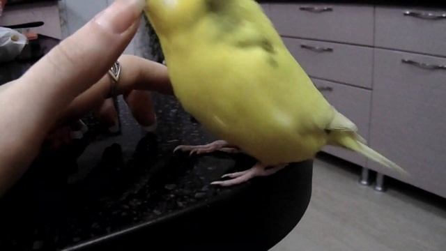 КАК Я ИГРАЮ С ПОПУГАЕМ! ИГРЫ ПОПУГАЯ! Как можно играть с волнистым попугаем!? СМЕШНОЙ РУЧНОЙ ПОПУГА