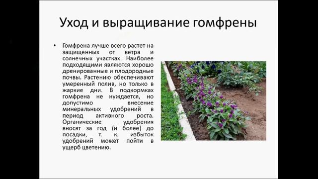 ГОМФРЕНА