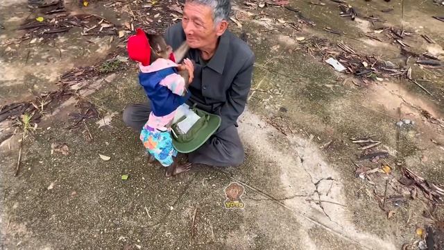 YoYo JR takes the goat to harvest potatoes and spend money | Full version