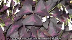 Домашний комнатный цветок с фиолетовыми листьями