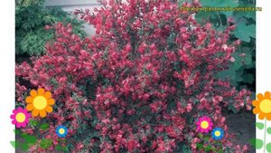 Ракитник гибридный Холландия. Краткий обзор, описание характеристик cytisus Hollandia