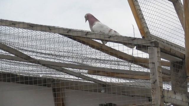 Бакинские голуби Гусейнова Теймура! Посадка молодого голубя! смотреть онлайн