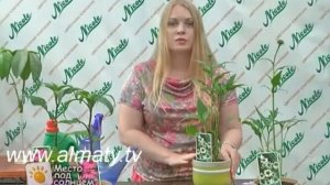 Эхинацея