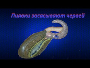 Пиявки засасывают дождевые червей