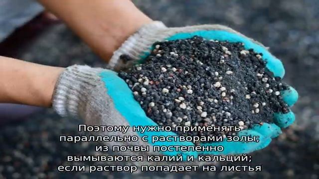 Как подкормить розы дрожжами
