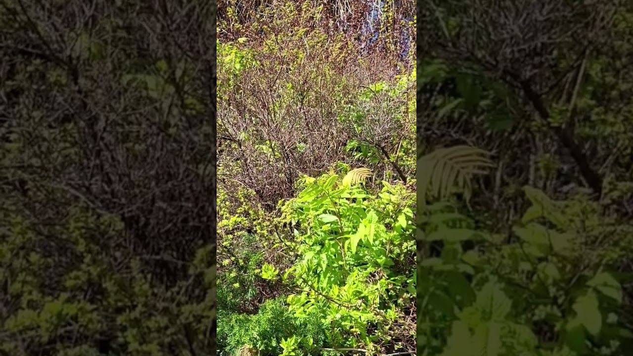 Кустарники. Омолаживающая обрезка. Саженцы. Спрашивай те каталог на вацап 89193271772 смотреть онлайн