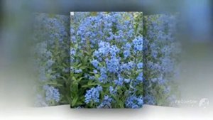 Cynoglossum - garden plants