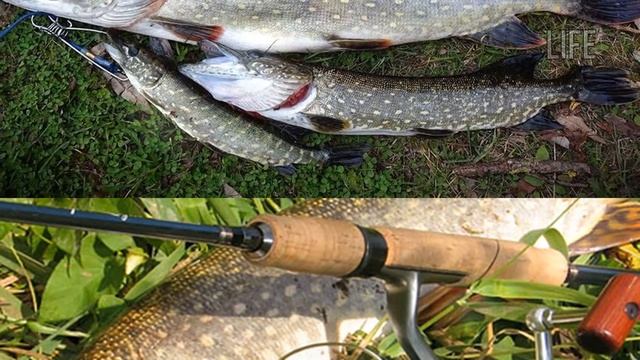 Как ловить щуку в июле? На что ловить щуку в июле? Где ловить щуку в июле? смотреть онлайн