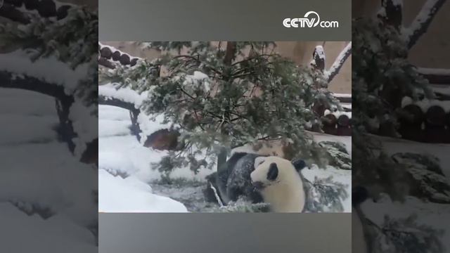 Большая панда Диндин играла с ёлкой смотреть онлайн