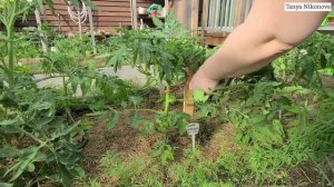 Формируем куст томата в ОДИН СТЕБЕЛЬ / Пасынкование / Подвязка к кольям / Томат ПИНК МЭДЖИК F1