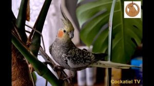 Обучаем кореллу говорить Фи-Фиу. Teaching cockatiel.