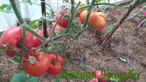 Сортовые томаты для консервации/Томаты в открытом грунте